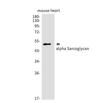 alpha Sarcoglycan Rabbit Monoclonal Antibody | 兔单抗 | EnkiLife恩玑生命