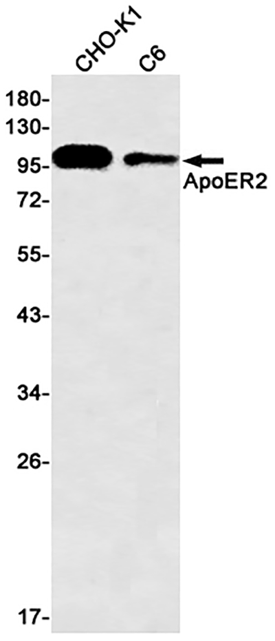 ApoER2 Rabbit Monoclonal Antibody | 兔单抗 | EnkiLife恩玑生命