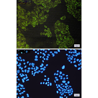 ATG3 Rabbit Monoclonal Antibody | 兔单抗 | EnkiLife恩玑生命
