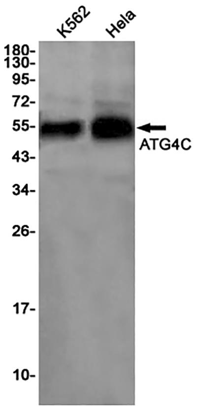 ATG4C Rabbit Monoclonal Antibody | 兔单抗 | EnkiLife恩玑生命