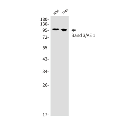 Band 3 Rabbit Monoclonal Antibody | 兔单抗 | EnkiLife恩玑生命