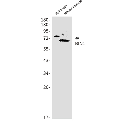 BIN1 Rabbit Monoclonal Antibody | 兔单抗 | EnkiLife恩玑生命