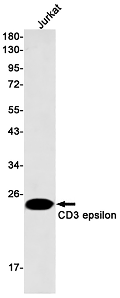 CD3 epsilon Rabbit Monoclonal Antibody | 兔单抗 | EnkiLife恩玑生命