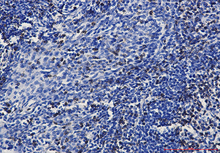 CD3 epsilon Rabbit Monoclonal Antibody | 兔单抗 | EnkiLife恩玑生命