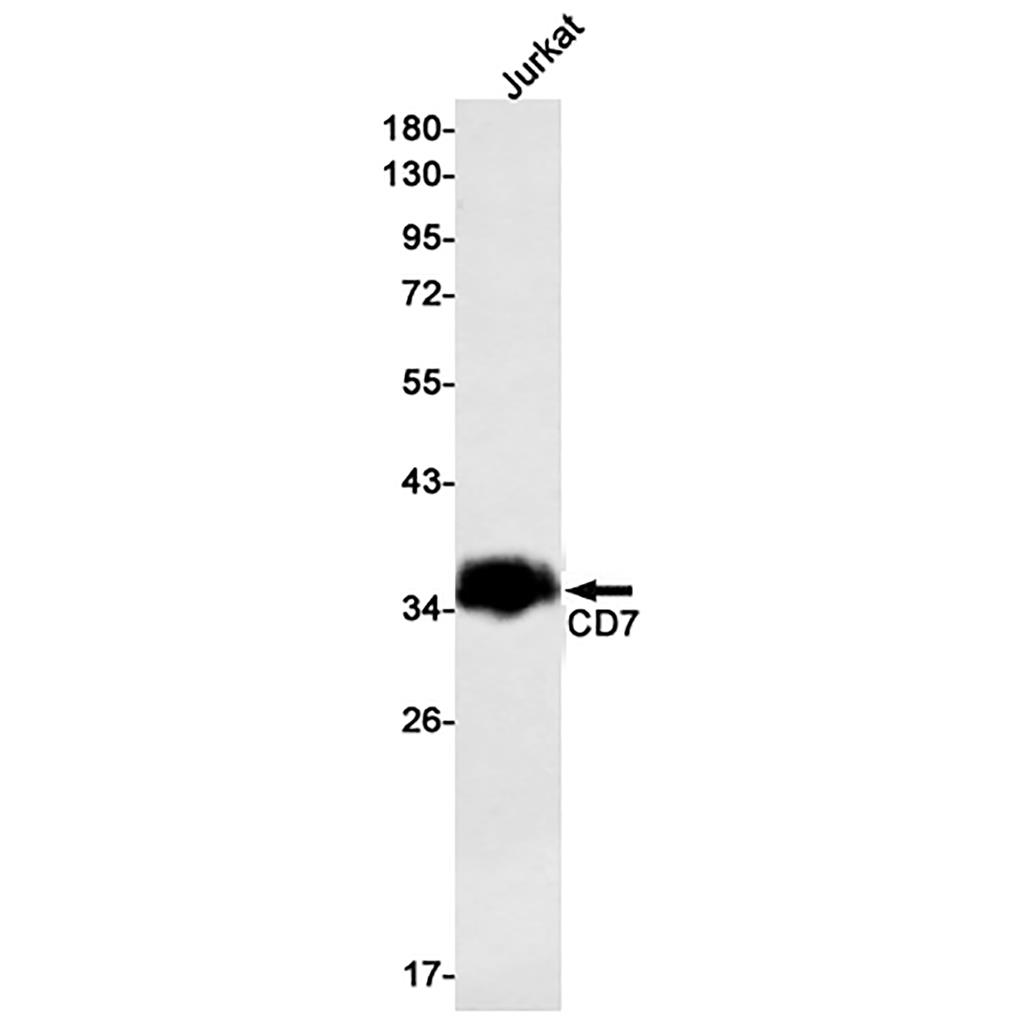 CD7 Rabbit Monoclonal Antibody | 兔单抗 | EnkiLife恩玑生命