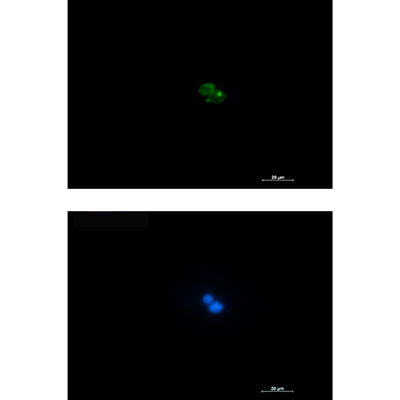 CD7 Rabbit Monoclonal Antibody | 兔单抗 | EnkiLife恩玑生命