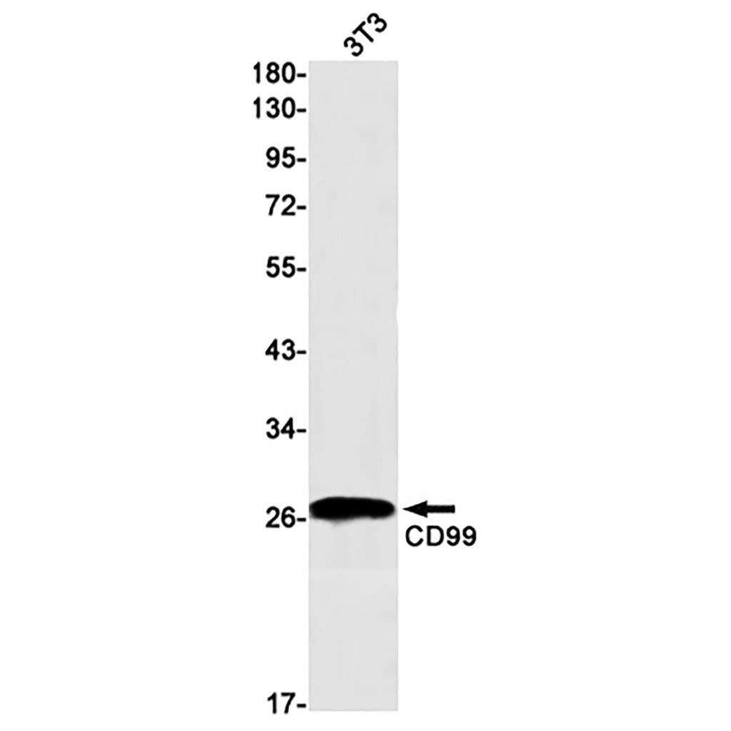 CD99 Rabbit Monoclonal Antibody | 兔单抗 | EnkiLife恩玑生命