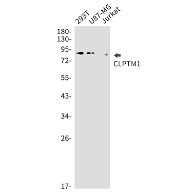 CLPTM1 Rabbit Monoclonal Antibody | 兔单抗 | EnkiLife恩玑生命