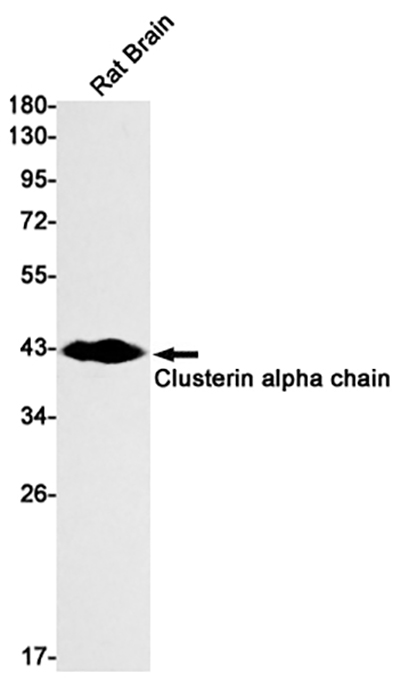 Clusterin alpha Chain Rabbit Monoclonal Antibody | 兔单抗 | EnkiLife恩玑生命