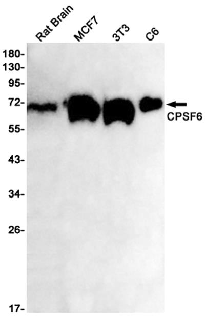 CPSF6 Rabbit Monoclonal Antibody | 兔单抗 | EnkiLife恩玑生命