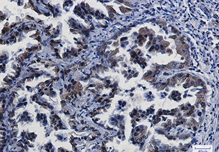 CREB Rabbit Monoclonal Antibody | 兔单抗 | EnkiLife恩玑生命