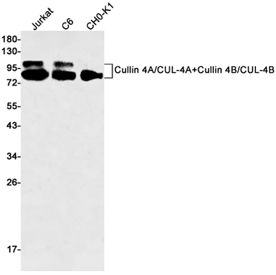Cullin 4A/4B Rabbit Monoclonal Antibody | 兔单抗 | EnkiLife恩玑生命