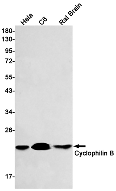 Cyclophilin B Rabbit Monoclonal Antibody | 兔单抗 | EnkiLife恩玑生命