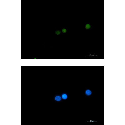 DGCR8 Rabbit Monoclonal Antibody | 兔单抗 | EnkiLife恩玑生命
