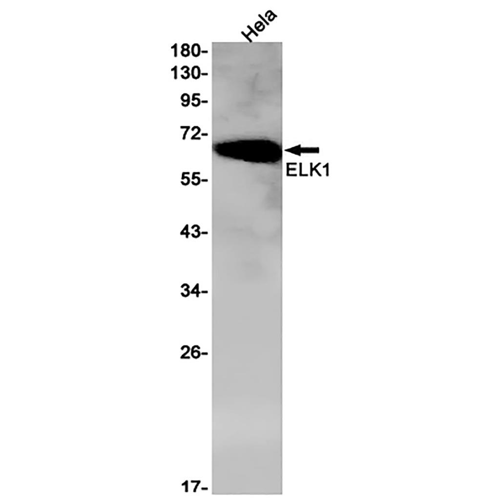 ELK1 Rabbit Monoclonal Antibody | 兔单抗 | EnkiLife恩玑生命