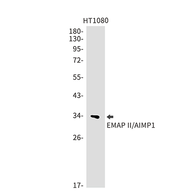 EMAP II Rabbit Monoclonal Antibody | 兔单抗 | EnkiLife恩玑生命