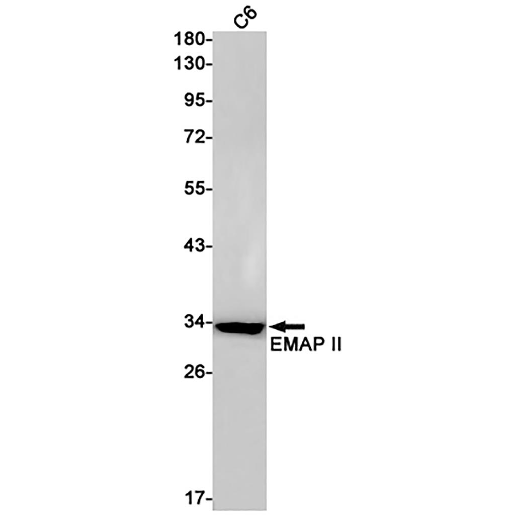 EMAP II Rabbit Monoclonal Antibody | 兔单抗 | EnkiLife恩玑生命