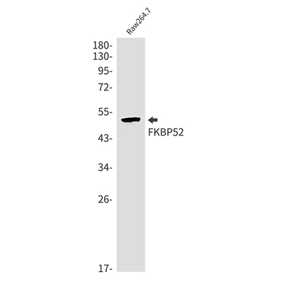 FKBP52 Rabbit Monoclonal Antibody | 兔单抗 | EnkiLife恩玑生命