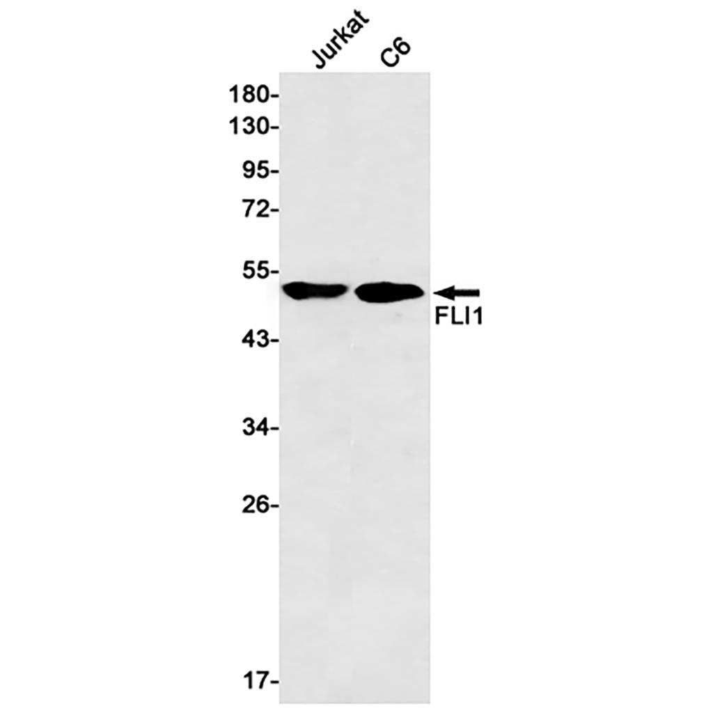 FLI1 Rabbit Monoclonal Antibody | 兔单抗 | EnkiLife恩玑生命