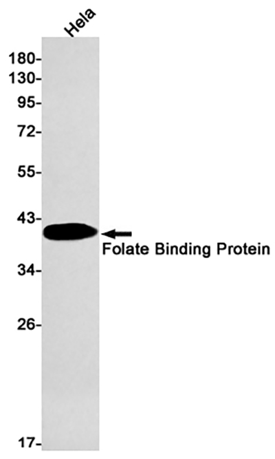 Folate Binding Protein Rabbit Monoclonal Antibody | 兔单抗 | EnkiLife恩玑生命