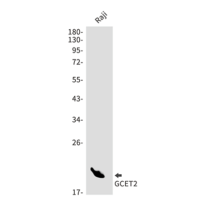 GCET2 Rabbit Monoclonal Antibody | 兔单抗 | EnkiLife恩玑生命