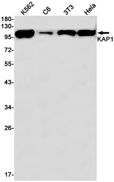 KAP1 Rabbit Monoclonal Antibody | 兔单抗 | EnkiLife恩玑生命