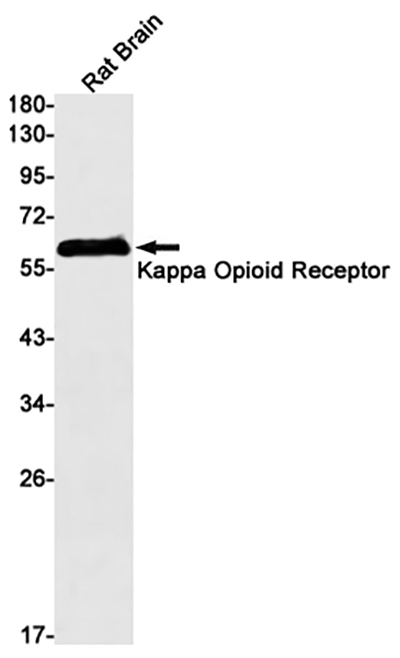 kappa Opioid Receptor Rabbit Monoclonal Antibody | 兔单抗 | EnkiLife恩玑生命