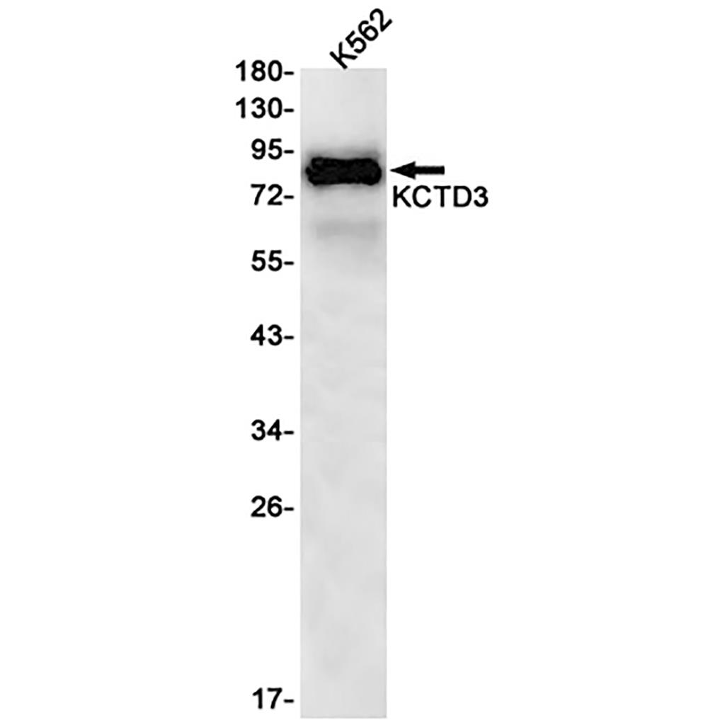 KCTD3 Rabbit Monoclonal Antibody | 兔单抗 | EnkiLife恩玑生命