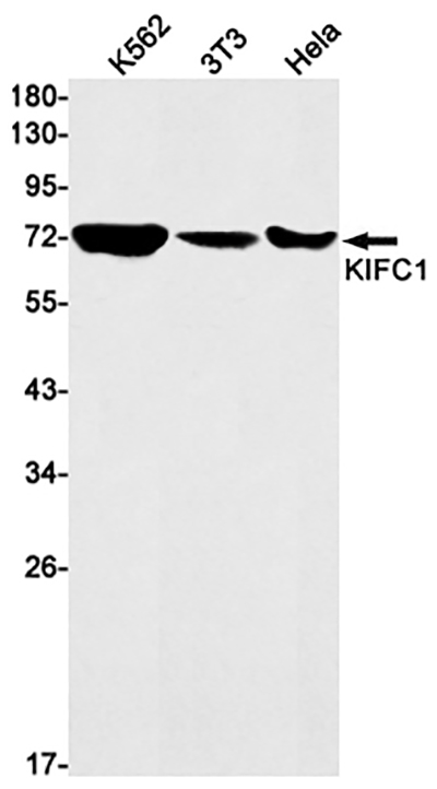 KIFC1 Rabbit Monoclonal Antibody | 兔单抗 | EnkiLife恩玑生命