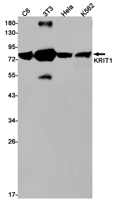 KRIT1 Rabbit Monoclonal Antibody | 兔单抗 | EnkiLife恩玑生命