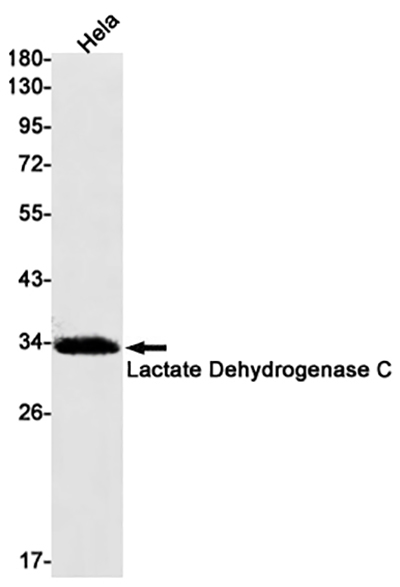 Lactate Dehydrogenase C Rabbit Monoclonal Antibody | 兔单抗 | EnkiLife恩玑生命