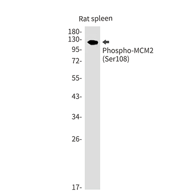 Phospho-MCM2 (Ser108) Rabbit Monoclonal Antibody | 兔单抗 | EnkiLife恩玑生命