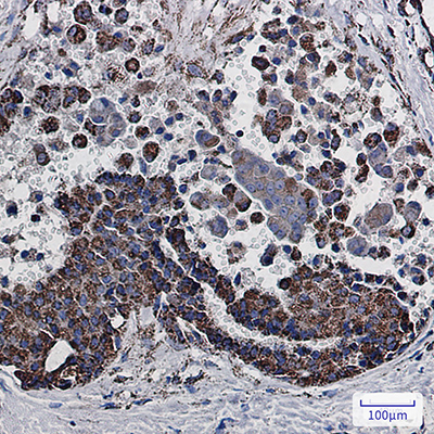 MDH2 Rabbit Monoclonal Antibody | 兔单抗 | EnkiLife恩玑生命