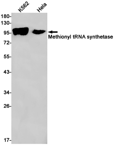 MetRS Rabbit Monoclonal Antibody | 兔单抗 | EnkiLife恩玑生命