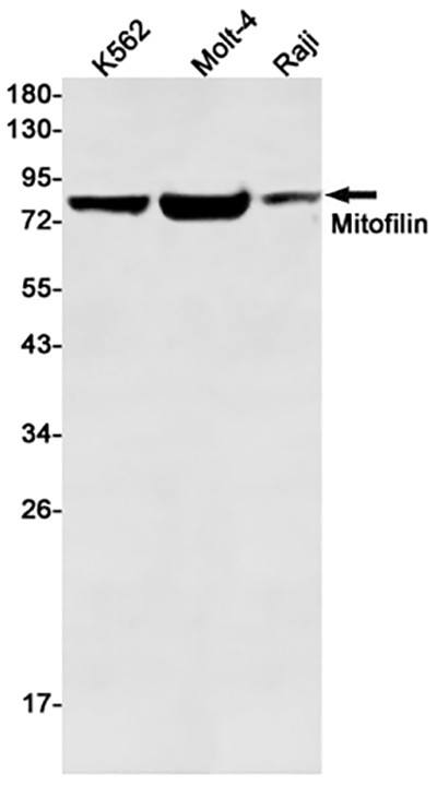 Mitofilin Rabbit Monoclonal Antibody | 兔单抗 | EnkiLife恩玑生命