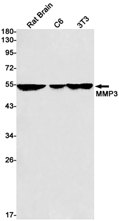 MMP3 Rabbit Monoclonal Antibody | 兔单抗 | EnkiLife恩玑生命
