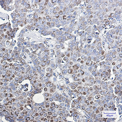 MMP3 Rabbit Monoclonal Antibody | 兔单抗 | EnkiLife恩玑生命