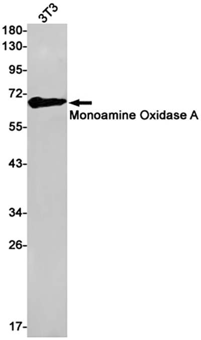 Monoamine Oxidase A Rabbit Monoclonal Antibody | 兔单抗 | EnkiLife恩玑生命