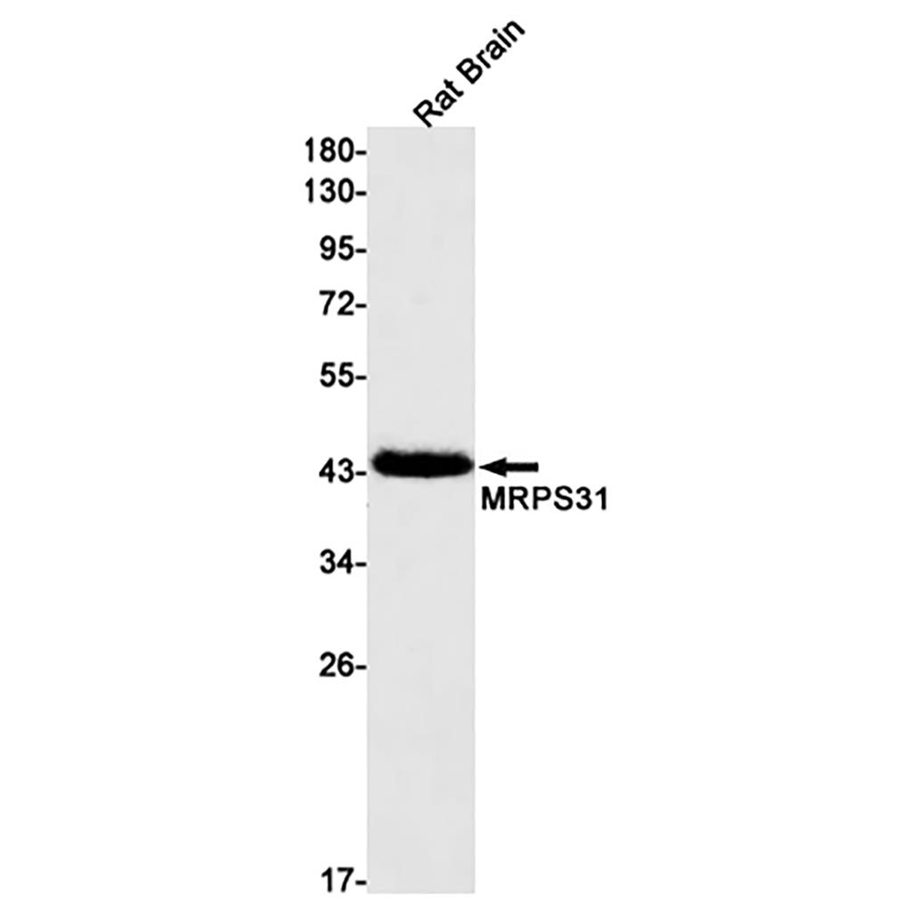 MRPS31 Rabbit Monoclonal Antibody | 兔单抗 | EnkiLife恩玑生命