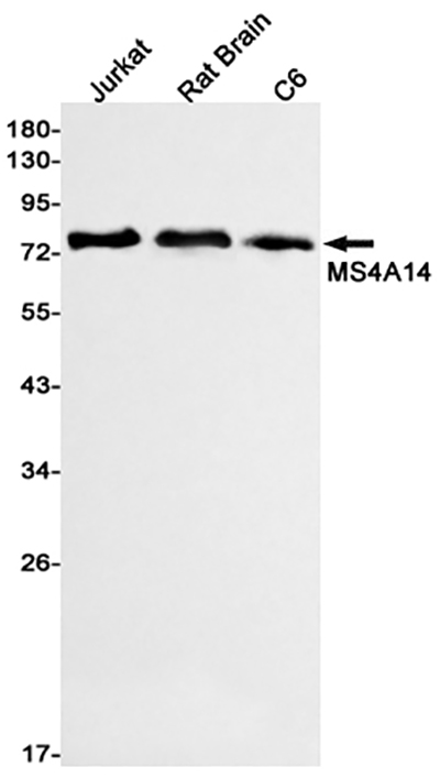 MS4A14 Rabbit Monoclonal Antibody | 兔单抗 | EnkiLife恩玑生命