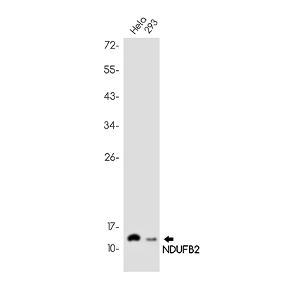 NDUFB2 Rabbit Monoclonal Antibody | 兔单抗 | EnkiLife恩玑生命