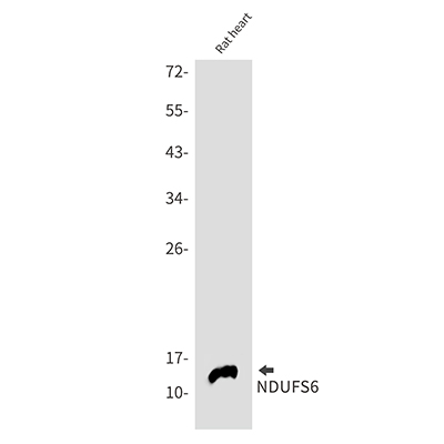 NDUFS6 Rabbit Monoclonal Antibody | 兔单抗 | EnkiLife恩玑生命