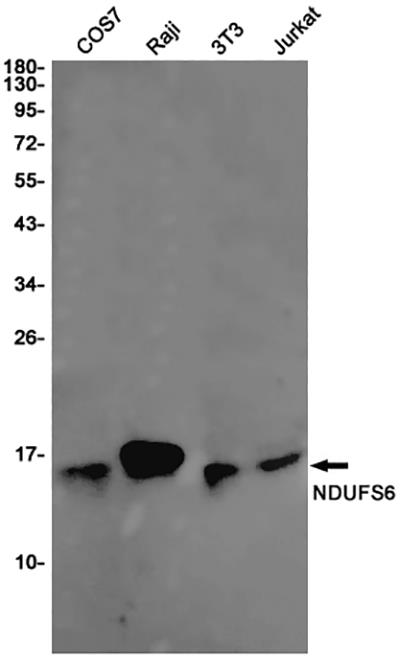 NDUFS6 Rabbit Monoclonal Antibody | 兔单抗 | EnkiLife恩玑生命