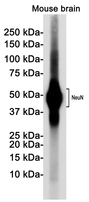 NeuN Rabbit Monoclonal Antibody | 兔单抗 | EnkiLife恩玑生命