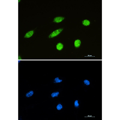 NeuN Rabbit Monoclonal Antibody | 兔单抗 | EnkiLife恩玑生命