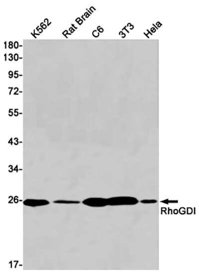 RhoGDI Rabbit Monoclonal Antibody | 兔单抗 | EnkiLife恩玑生命