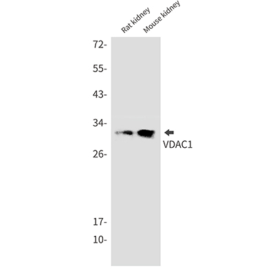 VDAC1 Rabbit Monoclonal Antibody | 兔单抗 | EnkiLife恩玑生命