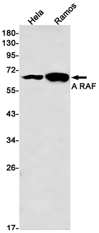 A RAF Rabbit Monoclonal Antibody | 兔单抗 | EnkiLife恩玑生命