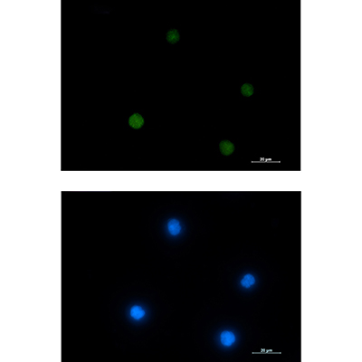 ACTL6A Rabbit Monoclonal Antibody | 兔单抗 | EnkiLife恩玑生命