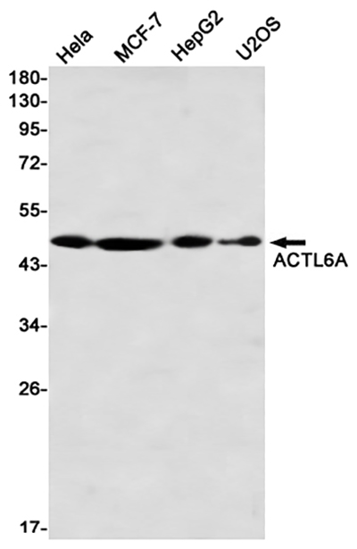 ACTL6A Rabbit Monoclonal Antibody | 兔单抗 | EnkiLife恩玑生命
